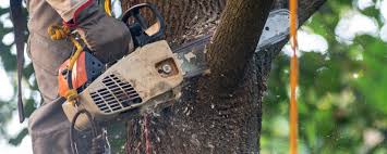 Best Tree Preservation Services  in Seabrook, SC