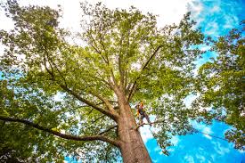 Best Tree Maintenance Programs  in Seabrook, SC